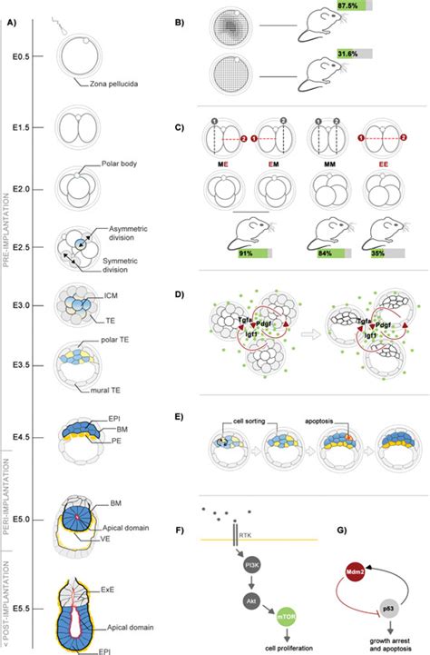 Image result for Mouse Embryo Development