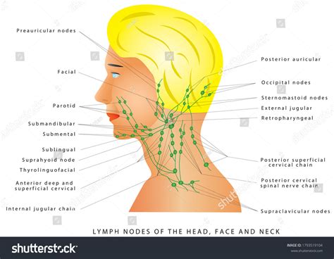 Lymphatic Drainage Face