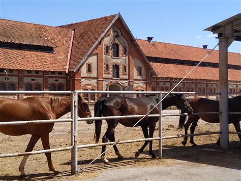 HORSE FARM GEORGENBURG (2026) All You Need to Know BEFORE You Go (with ...
