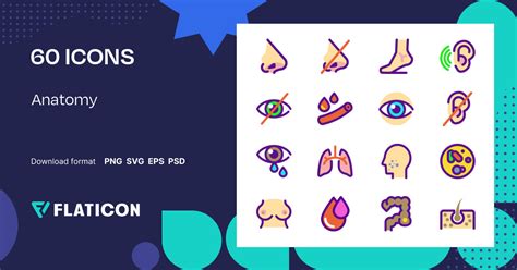 Anatomy Icon Pack | Lineal Color | 60 .SVG Icons