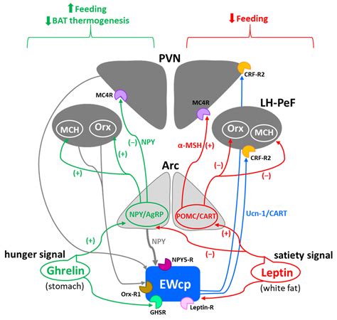 Centrally Projecting Edinger-Westphal Nucleus in the Control of ...