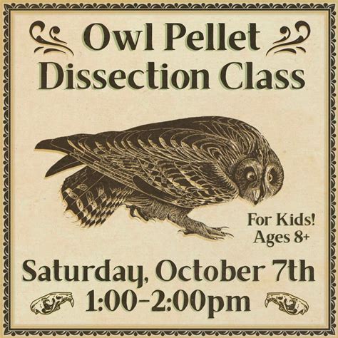 Kids Owl Pellet Dissection Class, Curious Nature, Phoenix, 7 October ...