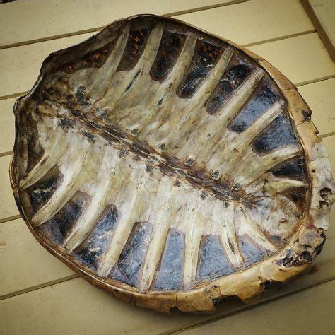 Image result for Turtle Shell Print