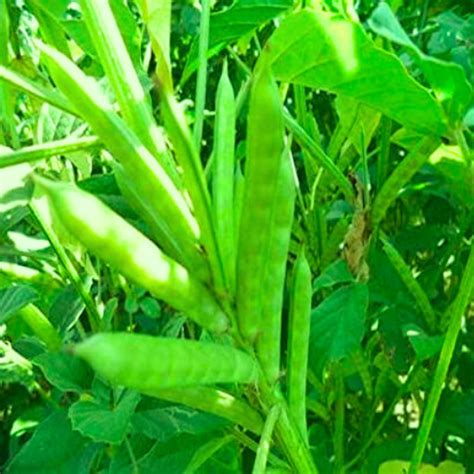 Guar Phali F1 Seeds | Vegetable Seeds