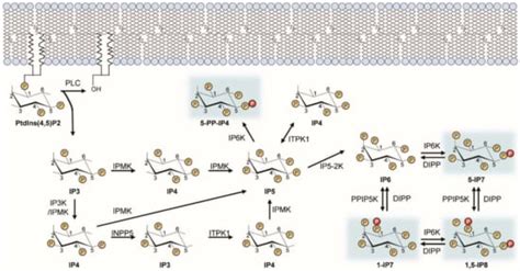 Inositol Pyrophosphates: Signaling Molecules with Pleiotropic Actions ...