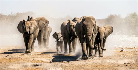 How Do Elephants Migrate at Nicholas Warrior blog