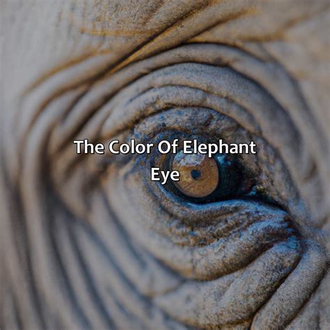 What Color Are Elephants Eyes - colorscombo.com
