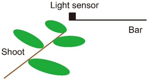 Redeployment of Shoots into Better-Lit Positions within the Crowns of ...