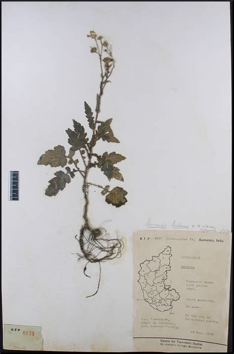 Herbarium JCB