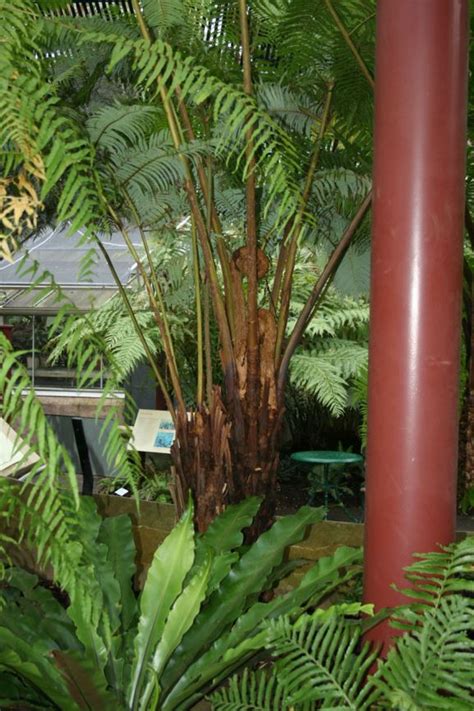 Cibotium glaucum - Hawaiian Tree Fern, Hapu'u, Hapuu pulu | Royal ...