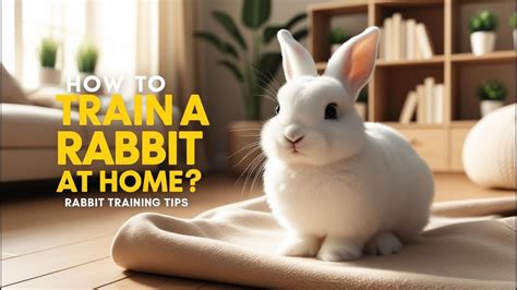 Rabbit Training 的图像结果