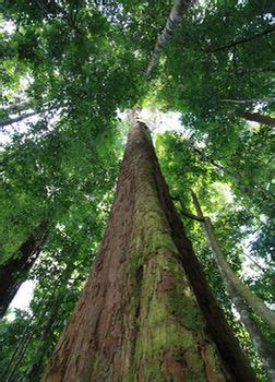 ECOLOGY OF SACRED KAN FORESTS IN CENTRAL WESTERN GHATS