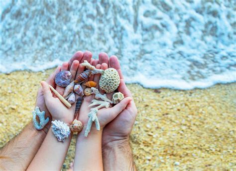 How Do Shells Form 的图像结果