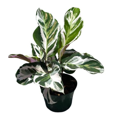 Amazon.com : Calathea Live Plant in 4" Pot - Calathea Stella Plant Live - Pet Safe Easy to Grow ...