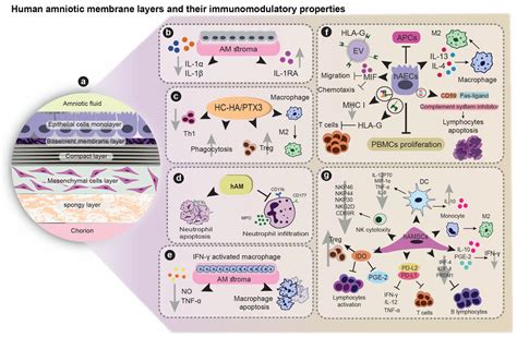 Amniotic Membrane and Its Derivatives: Novel Therapeutic Modalities in ...
