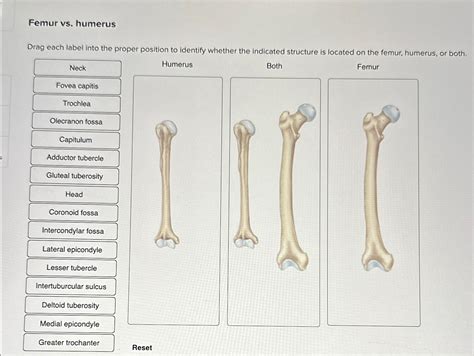 Solved Femur vs. ﻿humerusDrag each label into the proper | Chegg.com