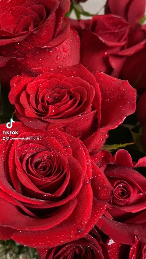 Dozen Red Rose Photos