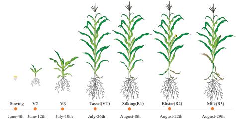Physiological Mechanism of Waterlogging Stress on Yield of Waxy Maize ...