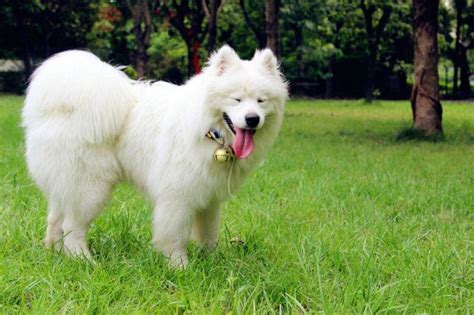 纯种萨摩耶犬幼犬狗狗出售 宠物萨摩耶犬可支付宝交易 萨摩耶犬 /编号10109200 - 宝贝它