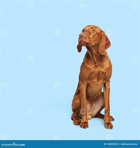 2 Gorgeous Hungarian Vizslas Sitting Opposite Each Other Studio ...