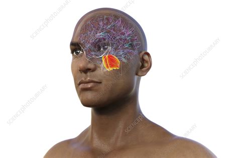 Image result for Pons Function