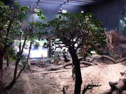 ZooLex Exhibit - Giant Otters