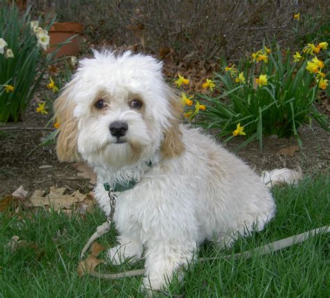 Image result for Cockapoo Terrier
