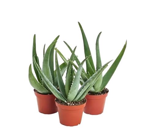 Buy Bharat Vumi Aloe Vera Plant - Medicinal Outdoor Houseplant - Live ...