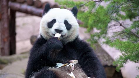 Image result for Panda Intro