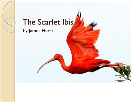 The Scarlet Ibis PPT