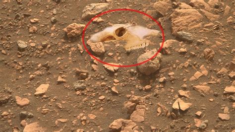 Image result for Alien Skull On Mars