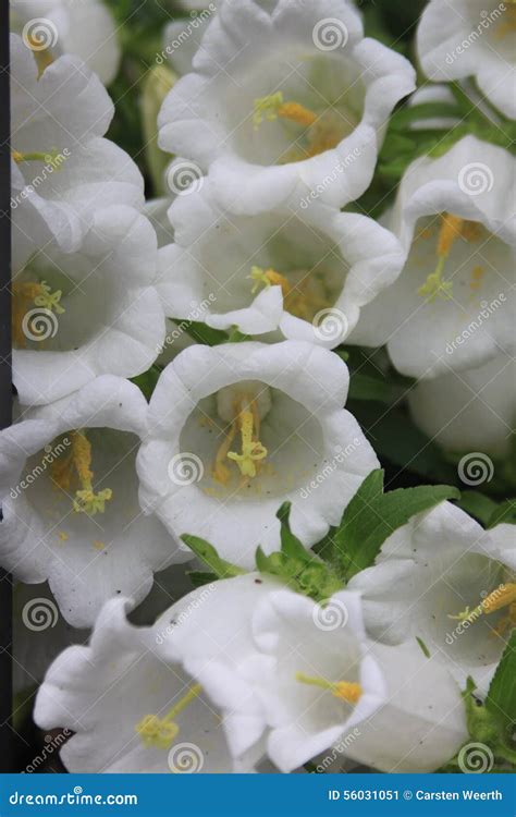 Canterbury Bells, White Bell Flower (Campanula Medium Alba ) Stock ...