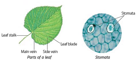 Parts of a Plant Class 3 Notes Science Free PDF