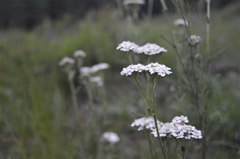13 Yarrow Companion Plants & What To Avoid! [2023] - Above and Beyond ...
