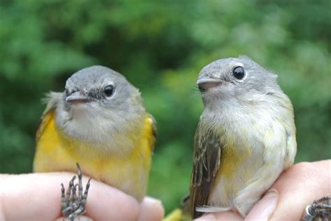 Fall Opening Day, Braddock Bay Bird Observatory, Hilton, 15 August 2025 ...