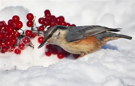 Download wallpaper winter, birds, nuthatch, photohunt, section animals ...