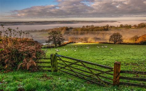 Download wallpaper 1920x1200 hedge, field, trees, grass, sheep, fog ...