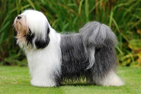 Tibetan Terrier - Ultimate Guide (Personality, Health, Temperament etc.)