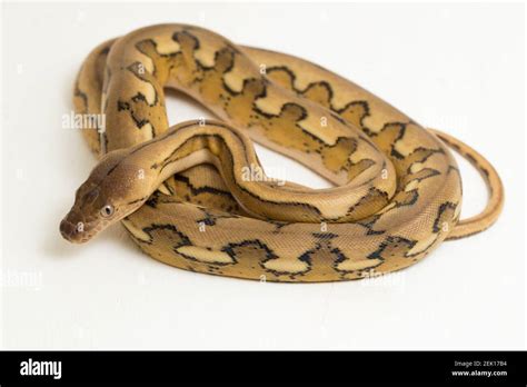 Image result for Platinum Reticulated Python