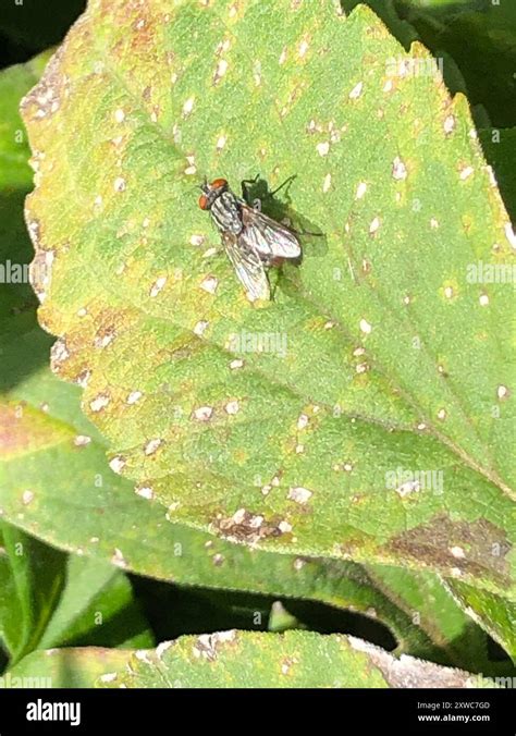 Image result for Bot Fly Insect