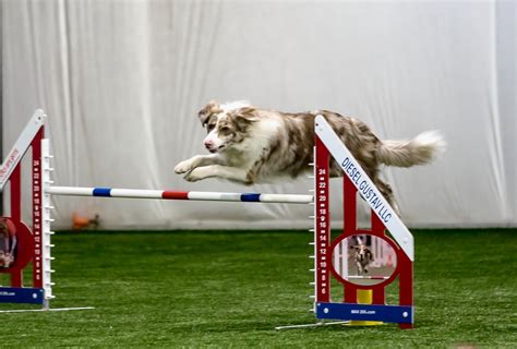 Agility in Lancaster, NY | Premier Dog Sports & Event Center