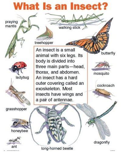 What Is an Insect? Chart (Cheap Charts) : Frank Schaffer Publications ...