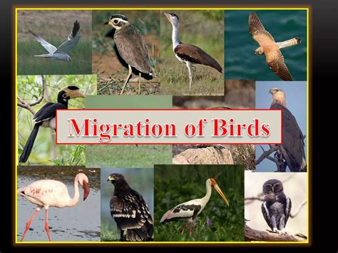 Migration of birds | PPT