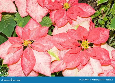 Monet Poinsettia (Euphorbia Pulcherrima) Stock Image - Image of flowers ...