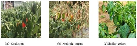 YOLO-ALW: An Enhanced High-Precision Model for Chili Maturity Detection
