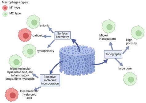 Interaction of Ceramic Implant Materials with Immune System