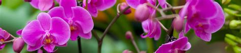 Caring for your orchids | Kew
