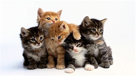 猫 画像 に対する画像結果