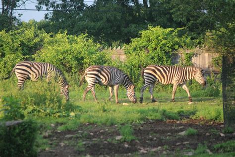 2025 EARTH Bash, Southwick's Zoo, Mendon, 13 June 2025 | AllEvents