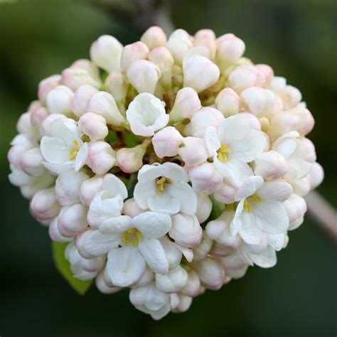 Buy viburnum Viburnum × carlcephalum: Delivery by Waitrose Garden